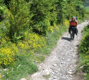 Camino Mai 2008 - den Berg rauf zum Alto Erro, Grn in allen Schattierungen 